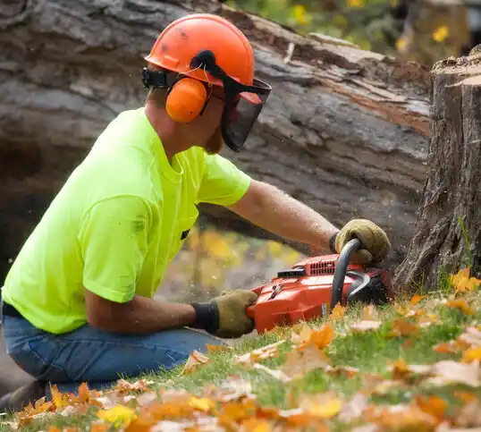 tree services Sylva